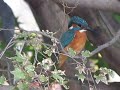 カワセミ＠花島公園　2012 11 14　2 2