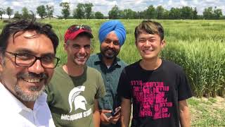 University of Guelph Wheat Breeding Program 2017 Crop