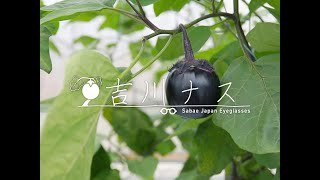 鯖江の伝統野菜「吉川ナス」