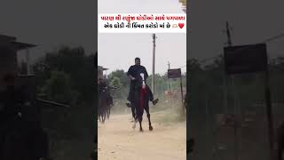 પાટણ થઈ રણુજા ઘોડા લઈ  ને પગપાણા 🐎🐎 #horseridind #horse #horseenthusiast #horseing #horsefan #horse