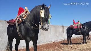 تداريب سربة المقدم حارث اليوسفي الإقصائيات الجهوية للتبوريدة الجديدة 2020🐎🐎❤❤  الجزء الاول  ١.....