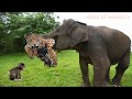 Monkeys and Tiger fight ( #Adda #of #animal's)