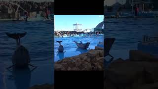 ２頭で上陸🌺イルカ★名古屋港水族館★Dolphin