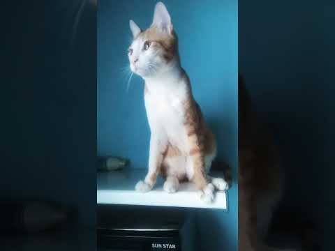 Ben And Popo #cat #kucing #cats #viral #reels #shortsvideo #shortvideo ...