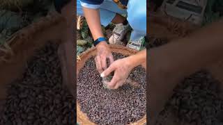 چلغوز 🌲 pine seed