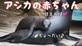 アシカの赤ちゃんミルク飲んだり鳴いたり甘えたり【東山動物園】