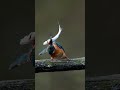 秋の大魚叩き　20241111　no 14　 shorts kingfisher happyhovering α9iii birds wildlife