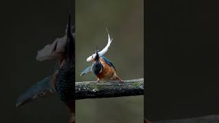 秋の大魚叩き　20241111　No 14　#shorts #kingfisher #happyhovering #α9III #birds #wildlife