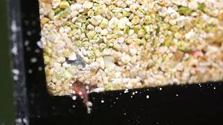 Unidentified Worm in saltwater reef tank