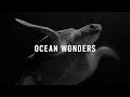 Ocean Wonders: Sea Turtles