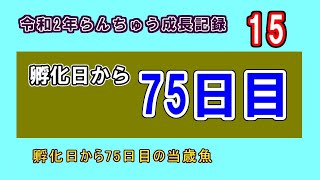 15 らんちゅう成長記録　孵化日から75日目当歳魚