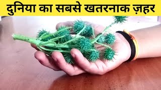 Deadliest Poison | World's most deadly poison |  India's most poisonous plants | ricin