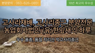 고사리재배 고사리종근 분양전문 농업회사법인 (유)한잎새 우수품종,품질 지리산 먹고사리종근 분양 중입니다.