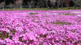 國田家の芝桜 2018