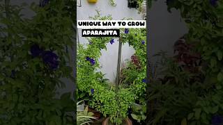 osm way to grow aparajita💙| how to grow aparajita from seed | #shorts #gatdening #floweringplant