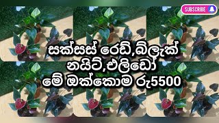 1377👉අලුත්ම එයා එක්ක මේ ඔක්කොම රු5500 ක් විතරයි 0764090776 ☎️☎️ #everyone #anturiyam #මල්