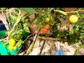 how to grow tomatoes ਟਮਾਟਰ ਬੀਜਨ ਦਾ ਸੋਖਾ ਤਰੀਕਾ