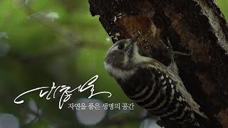 대청호, 자연을 품은 생명의 공간 │대전블루스 오리지널 다큐멘터리 │EP.01