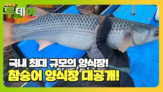 국내 최대 규모 참숭어 양식장 大 공개!ㅣ생방송 투데이(Live Today)ㅣSBS Story