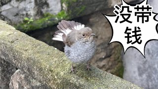 Masked Bird Brother｜Have you ever seen a bird who doesn't pay for food? Fortunately you fly fast.