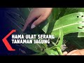 Hama Ulat Serang Tanaman Jagung