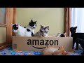 amazonの箱と猫達　box and cat　211220