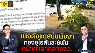 เพจดัง แฉสนั่น ต้นทองอุไร ต้นละ 6 พัน หน้าศาลากลางพังงา | เช้าข่าวเข้ม | TOP NEWS