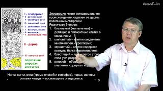 Дубынин В. А. - 100 часов школьной биологии - 1.12. Кожа, терморегуляция