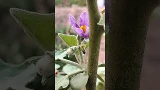 ਬੈਂਗਣ ਦੇ ਕੀੜੇ Brinjal Insects