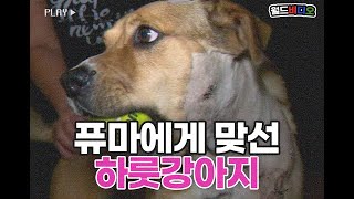 [월드비디오] 퓨마에게 맞선 겁 없는 댕댕이! 🐕