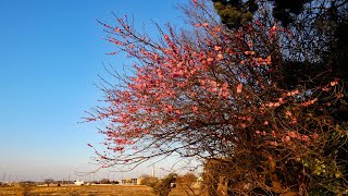 跡地に咲く紅梅と日暮れの光景　２０２５０２２７