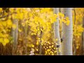 Aspen Grove -- An Original Piece