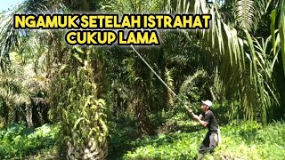 Kalimantan Palm Fruit Harvest ||  Like Just Learning