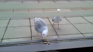 Funny Seagull Fail