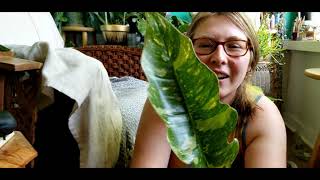 Plant Unboxing! Philodendron Ring of Fire