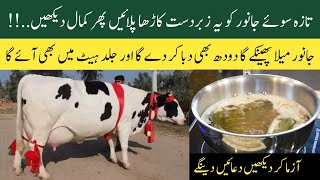 Taza sui gaye bhains k liye best kaarha  bananay ka tarika