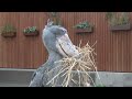 ハシビロコウ　ふたばちゃん　その藁はどうするの？【掛川花鳥園】shoebill futaba chan kakegawa garden