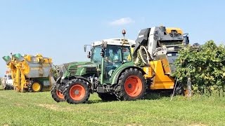 GRAPE HARVEST - Gregoire G2 + Volentieri Pellenc 8090 + 2 Fendt 211P