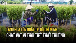 Làng hoa lớn nhất TP. Hồ Chí Minh chật vật vì thời tiết thất thường