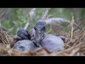 Saving the Southern Wild: Brown Pelican