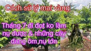 0799.680.009-cách sử lý mai vàng tháng 7 còn đi đọt mạnh ko làm nụ và mai đang ôm nụ lớn