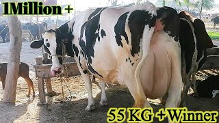 55 KG Milking Record Winner | Hf Cow For Sale in Malumor Mandi Jhang 2022