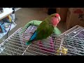 黄金メキシコインコのココちゃんと小桜インコのモモちゃん、セキセイインコのリリちゃん3羽一緒の撮影は難しい💦🐦😅