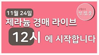 멍밥풀,제라늄경매12시에 시작합니다.