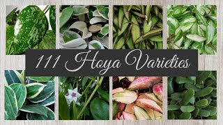 111 Hoya Varieties With Names