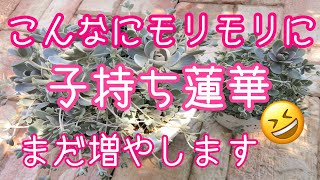 『多肉植物』『ガーデニング』66  子持ち蓮華・錦まだまだ増やします😊