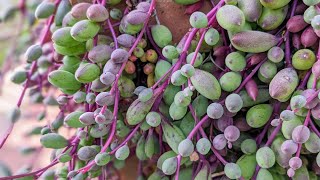 伸びたルビーネックレスの仕立て直しと花芽寄せのその後