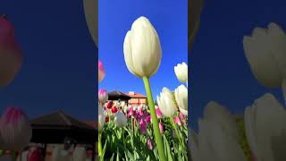 神奈川県平塚市の花菜ガーデンのアイスチューリップ 📲2024/12/20 Tulips in Kana Garden in Hiratsuka city #shorts