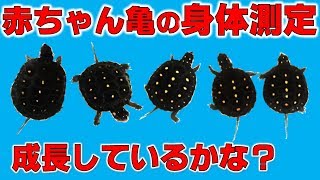 赤ちゃん亀の身体測定！成長しているかな？【2018#075】