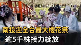 南投迎全台最大櫻花祭　逾5千株接力綻放－民視新聞